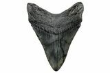Fossil Megalodon Tooth - South Carolina #265040-1